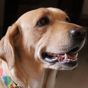 Meet your Posher, Shaishav